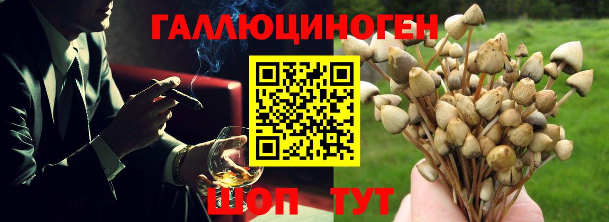 Псилоцибиновые грибы Cubensis Карачаевск